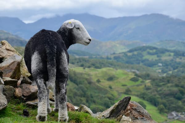 Coniston Camping Hoathwaite photo 2