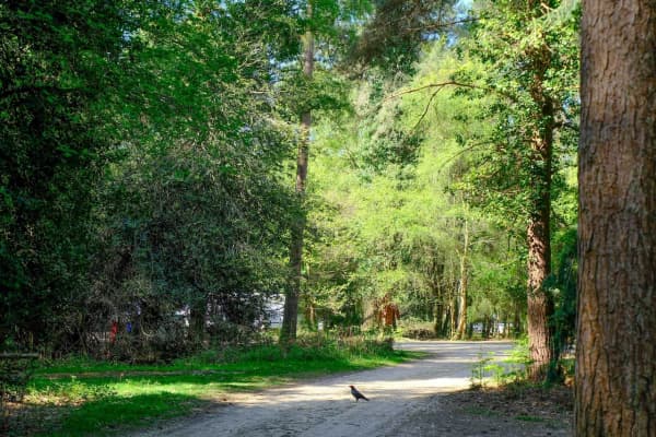 Setthorns Campsite photo 4