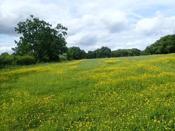 School House Farm Camping photo 3